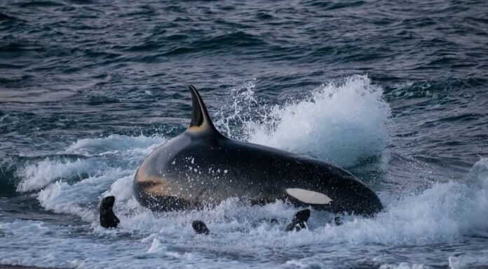 Leoni marini a caccia di balene assassine sulla costa della Patagonia, Patagonia, Argentina