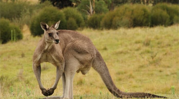 Canguro maschio muscoloso