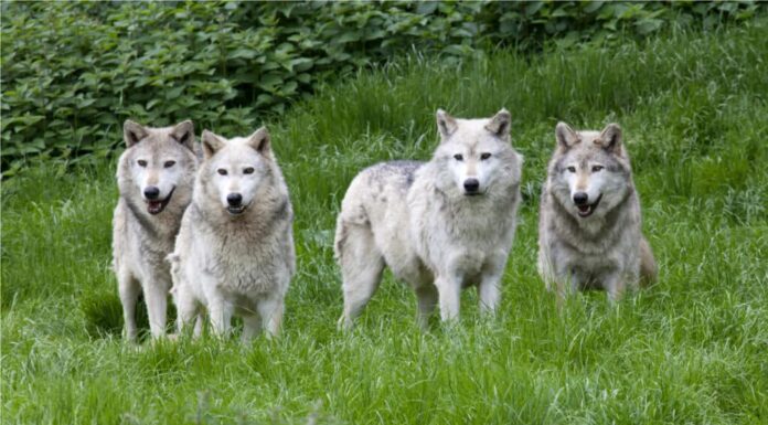 Un branco di quattro lupi grigi europei che giocano nell'erba.