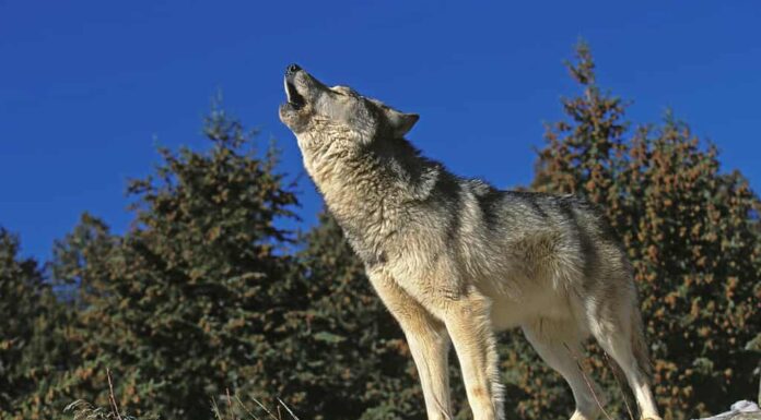 LUPO GRIGIO NORDAMERICANO Canis lupus occidentalis, ADULTO CHE URLA SULLA ROCCIA, CANADA