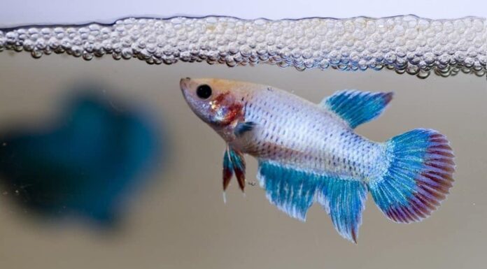 Una femmina siamese che combatte un pesce che custodisce le sue uova appena deposte nel nido di bolle.