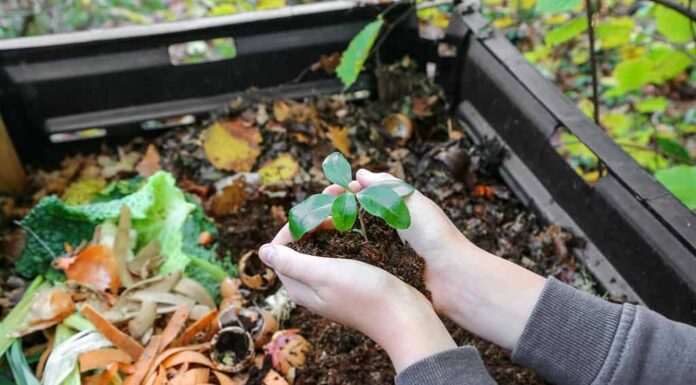 mani che tengono il compost sopra la compostiera con rifiuti organici