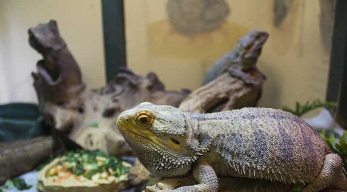 Draghi barbuti che si rilassano nel loro ambiente