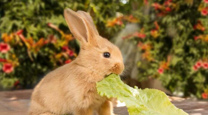 Simpatico coniglio, sullo sfondo della natura e dei fiori.  Mangiare cavolo guarda la telecamera.  Adorabili piccoli animali domestici concetto. sfondo sfocato