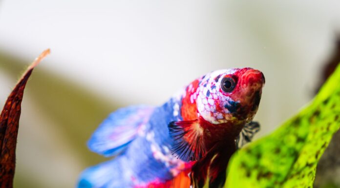 Un pesce betta rosso, bianco e blu accanto a una felce di Giava.  Questo è un pesce betta koi della galassia.  Sono anche conosciuti come pesci combattenti siamesi.