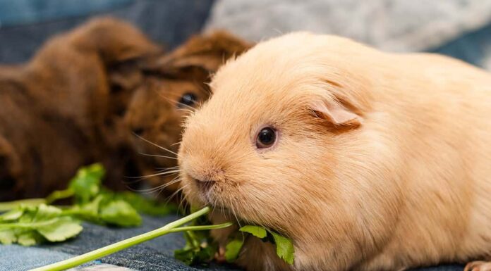 La cavia auto mangia il prezzemolo mentre guarda la macchina fotografica