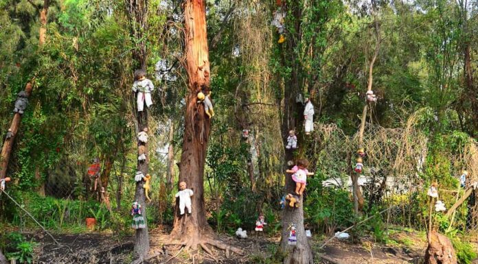 Xochimilco è un'isola di bambole abbandonate.  Vista dalla barca.
