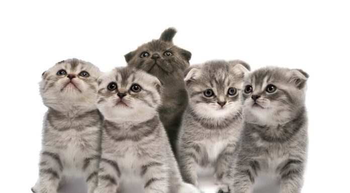 Simpatici gattini Scottish Fold isolati su sfondo bianco.