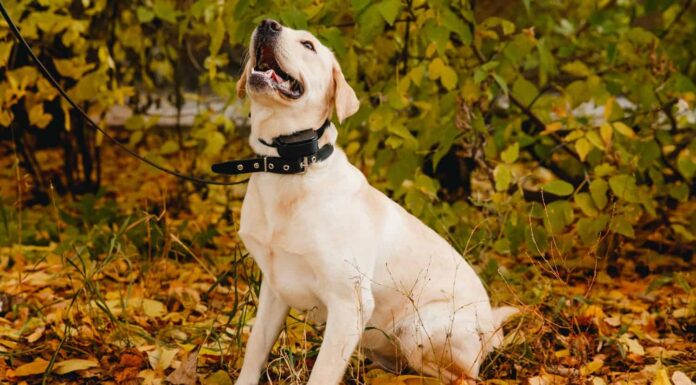 labrador Cane con collare sul parco all'aperto in autunno.