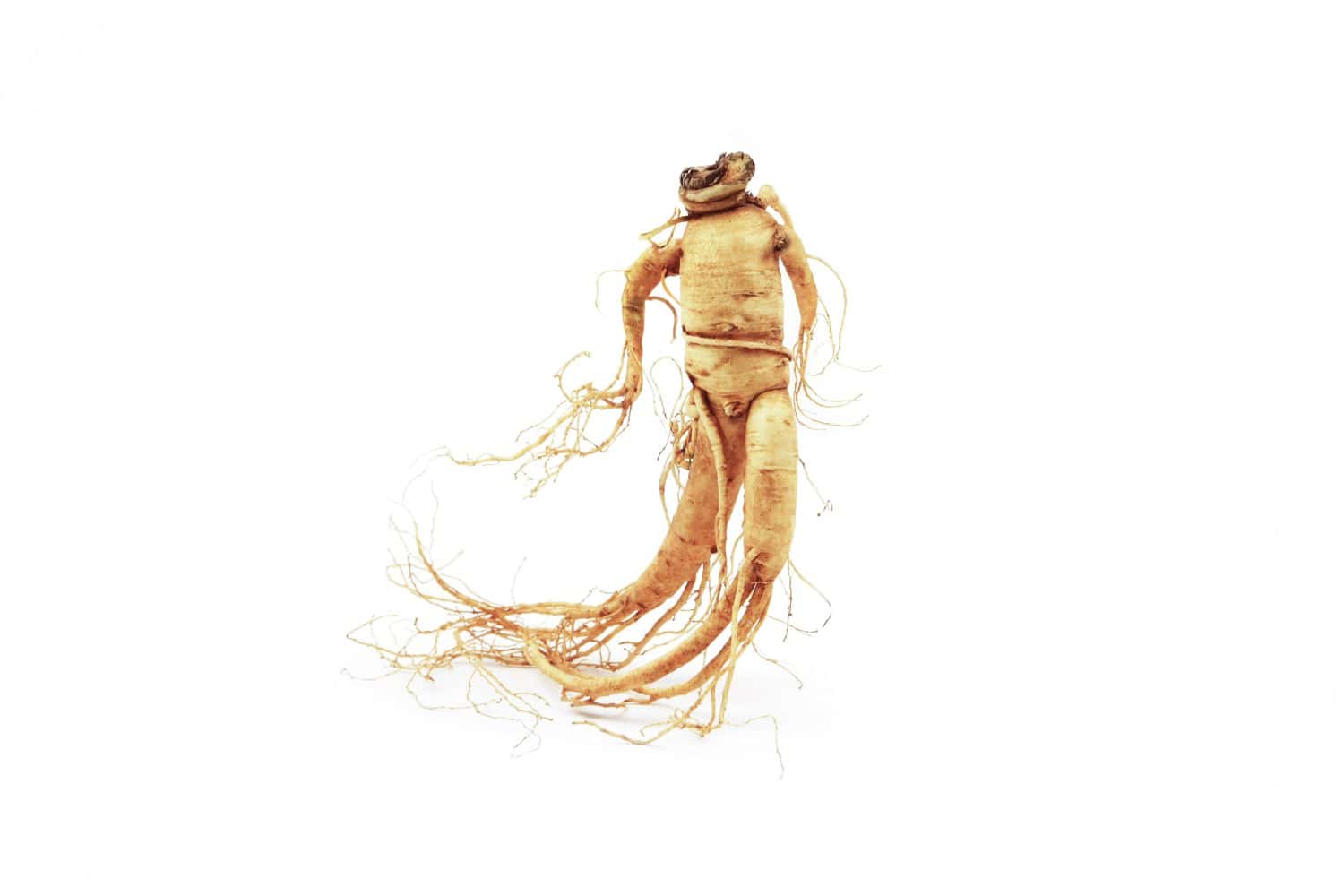 Il ginseng, un ingrediente erboristico salutare, ha un valore tanto più alto quanto più assomiglia a un essere umano.