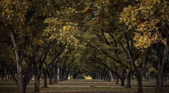 Le noci pecan crescono meglio negli stati meridionali degli Stati Uniti.