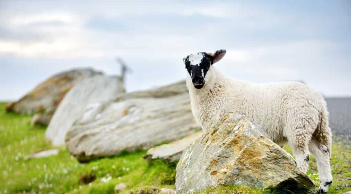 Pecore contrassegnate da coloranti colorati al pascolo in pascoli verdi.  Pecore adulte e agnellini che si nutrono nei verdi prati dell'Irlanda.