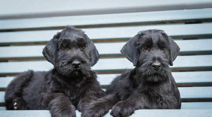 Due cuccioli di schnauzer giganti sdraiati sulla panchina