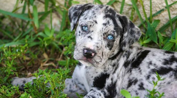 Un adorabile cucciolo di Catahoula Leopard sdraiato sull'erba verde lussureggiante di un cortile all'aperto *labraheeler