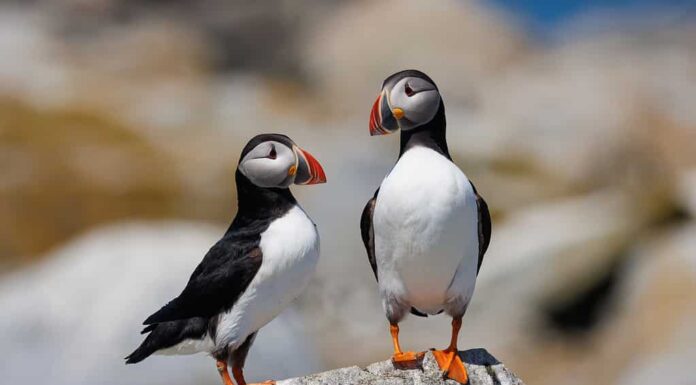 Pulcinella di mare atlantica al largo della costa del Maine