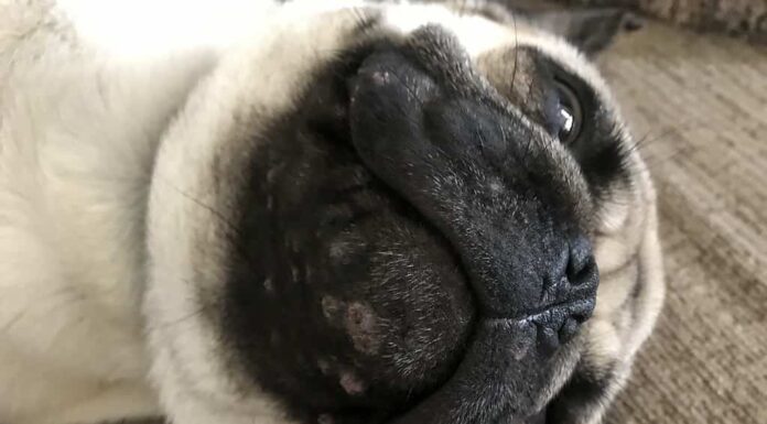 carlino con acne sul mento