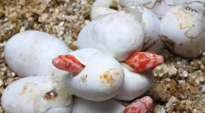 Uova di serpente del mais da cova (Pantherophis guttatus) morph Coral Snow