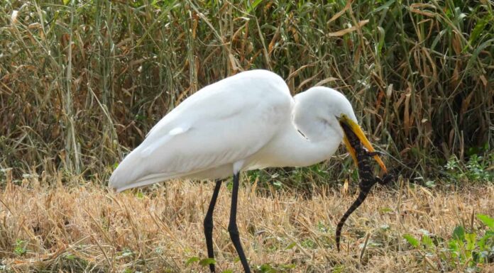 Airone bianco maggiore che mangia un cucciolo di alligatore nelle zone umide di Orlando