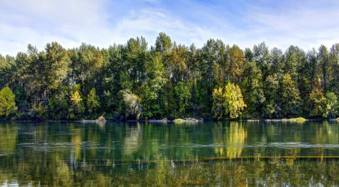 Calma mattina di fine estate sul fiume Willamette, Oregon.