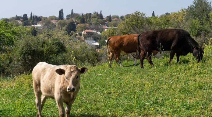 Mucche al pascolo su una collina vicino alla città di Kiryat Tivon, Israele