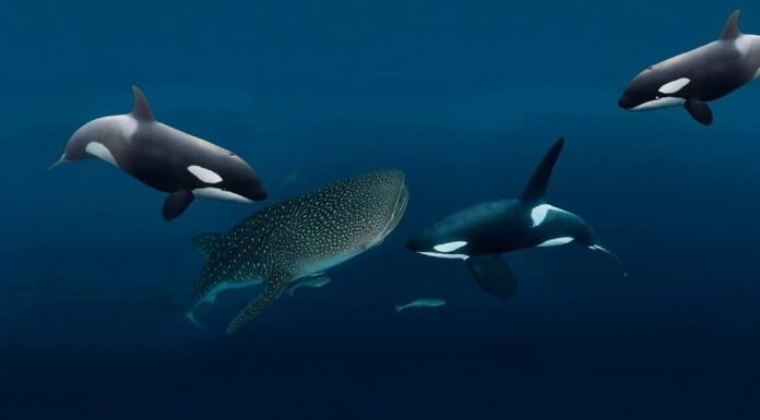 Orche aggressive attaccano un pacifico squalo balena nelle profondità blu del mare