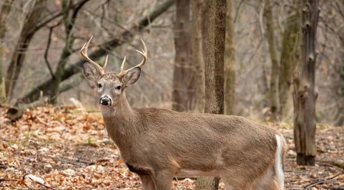 Cervo dalla coda bianca