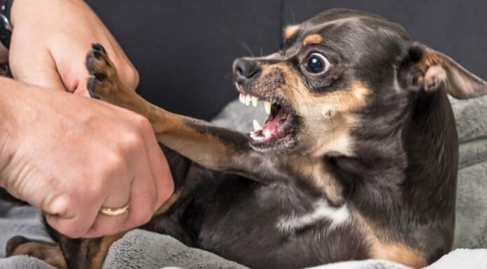 Chihuahua sta per mordere la mano di qualcuno