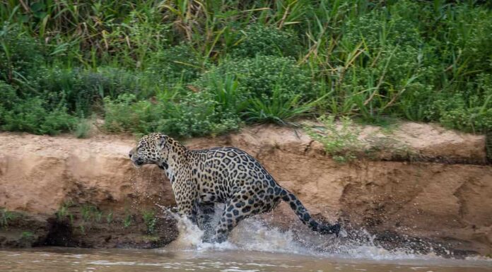 Il potere dei giaguari: una giovane femmina di giaguaro avvolge i suoi potenti muscoli per saltare sulla riva del fiume.  Lei è l'immagine della grazia in azione, degli spruzzi d'acqua, della coda in fuori, bellissima.