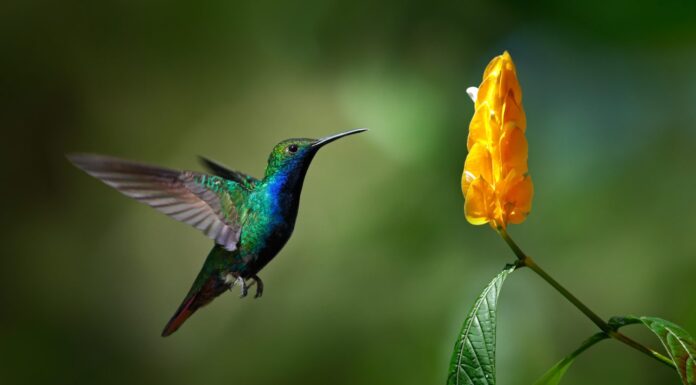 Colibrì verde e blu Mango dalla gola nera, Anthracothorax nigricollis, che vola accanto al bellissimo fiore giallo.