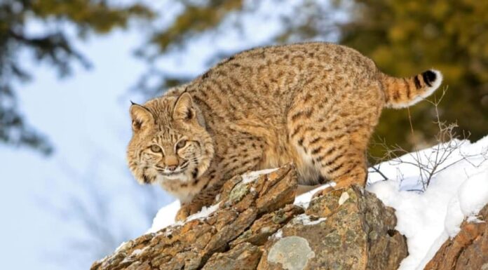 Bobcat di proprietà di animali esotici