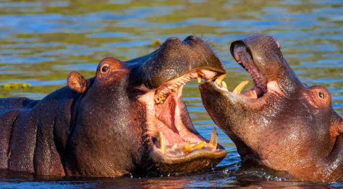 Il morso di animale più forte: ippopotamo Africa, Aggressione, Animale, Parte del corpo animale, Testa di animale