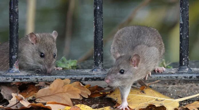Uno scatto delizioso di due ratti marroni che attraversano la ringhiera di una recinzione in un parco in una giornata autunnale.
