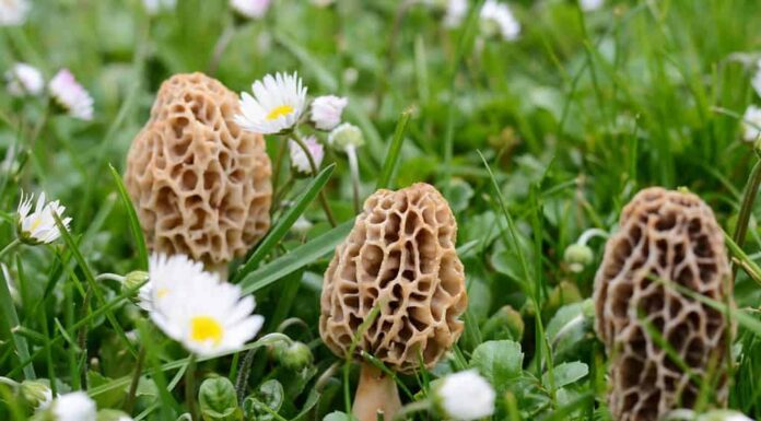 Morchella esculenta, (comunemente conosciuta come spugnola comune, spugnola, spugnola gialla, spugnola vera