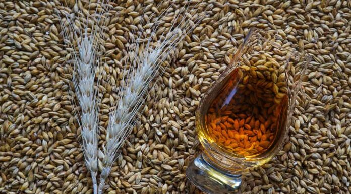 Un bicchiere di whisky e spighe d'orzo essiccate su chicchi d'orzo maltato