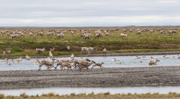 Stati Uniti, Alaska.  Caribù del branco di porcospini sul versante nord che attraversa il fiume Sag vicino a Prudhoe Bay.