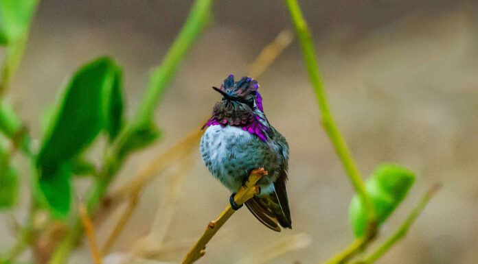 Il colibrì di Costa seduto su un ramo.