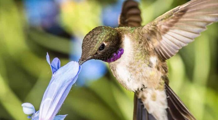 Colibrì dal mento nero alla ricerca del nettare tra i fiori blu