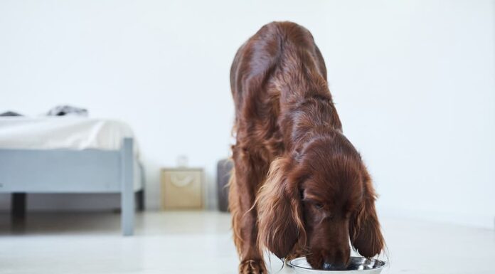 Setter Irlandese Che Mangia Cibo Per Cani