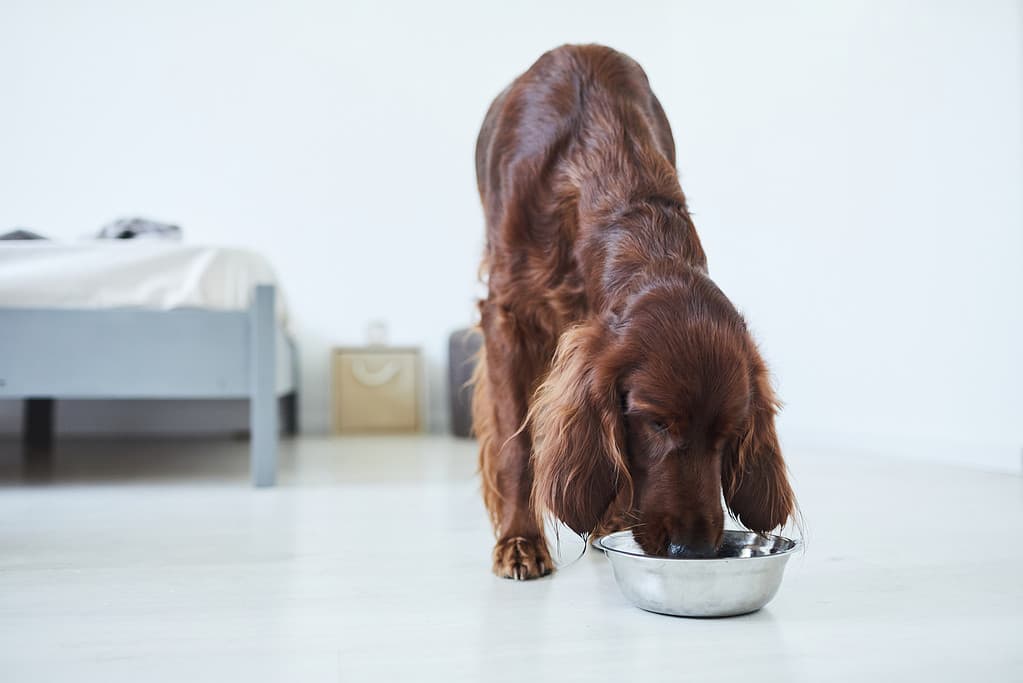Setter Irlandese Che Mangia Cibo Per Cani