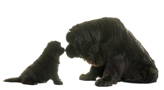 cucciolo e cane adulto di Terranova davanti a sfondo bianco