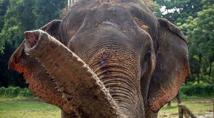 Un primo piano della proboscide dell'elefante girato in Nepal