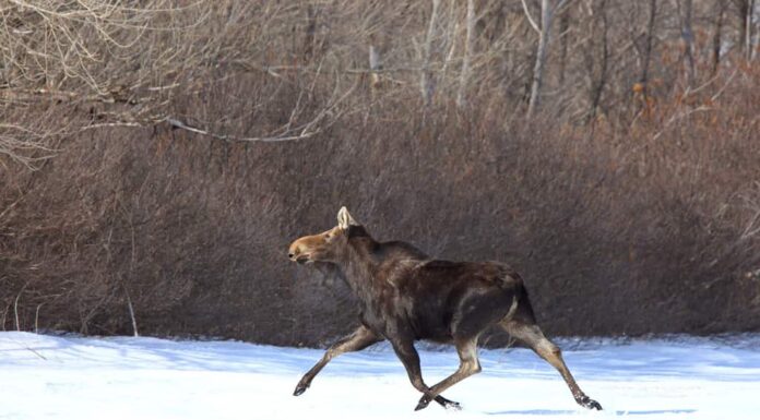 Alci in fuga in inverno
