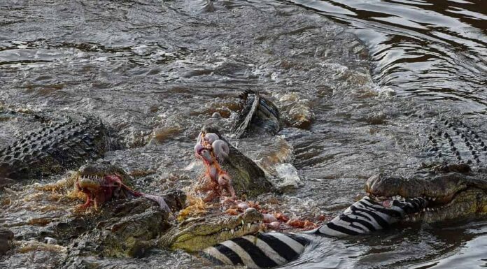Coccodrilli che mangiano zebre nel fiume Mara