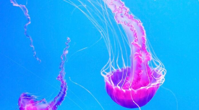 Meduse rosa nuotano nel mare blu dell'oceano, pericolose meduse velenose Pelagia Noctiluca (Acalefo luminiscenta), Tenerife, Isole Canarie