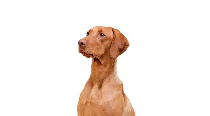 Vizsla maschio vs femmina: 6 differenze chiave
