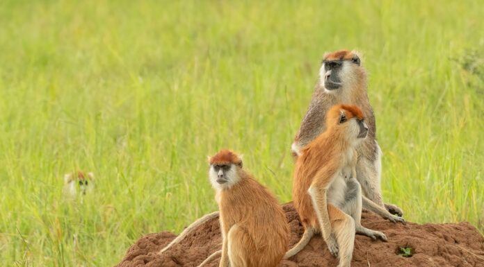 Famiglia di Patas o scimmia ussaro (Erythrocebus patas) il primate più veloce che si trova su un termitaio, Parco Nazionale della Valle di Kidepo, Uganda, Africa