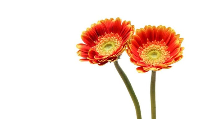 Un paio di margherite transvaal arancioni su sfondo bianco.