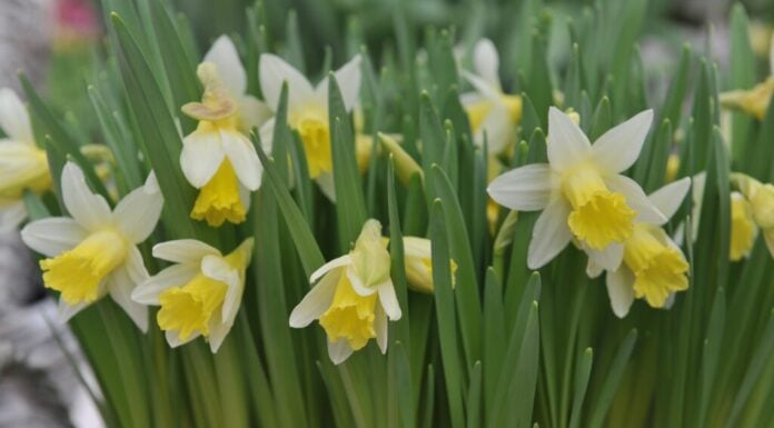 Tromba Narciso 'Topolino' (bicolore)