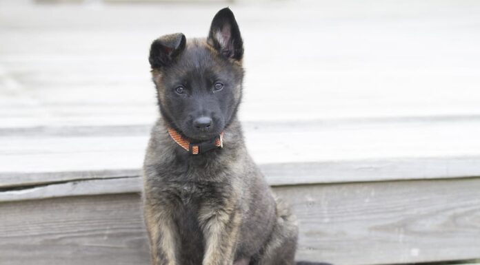 Cucciolo di pastore olandese con ritratto di collare arancione