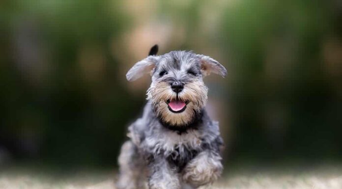 schnauzer